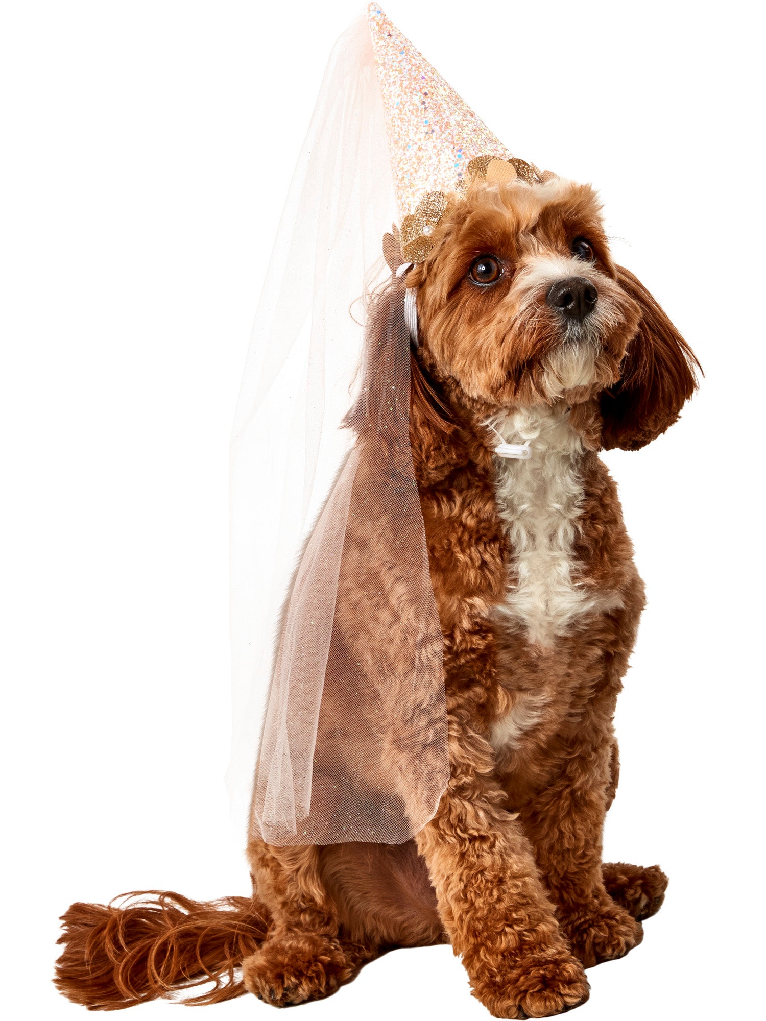 Birthday Fairy Cone Hat Pet Accessory - costumes.com