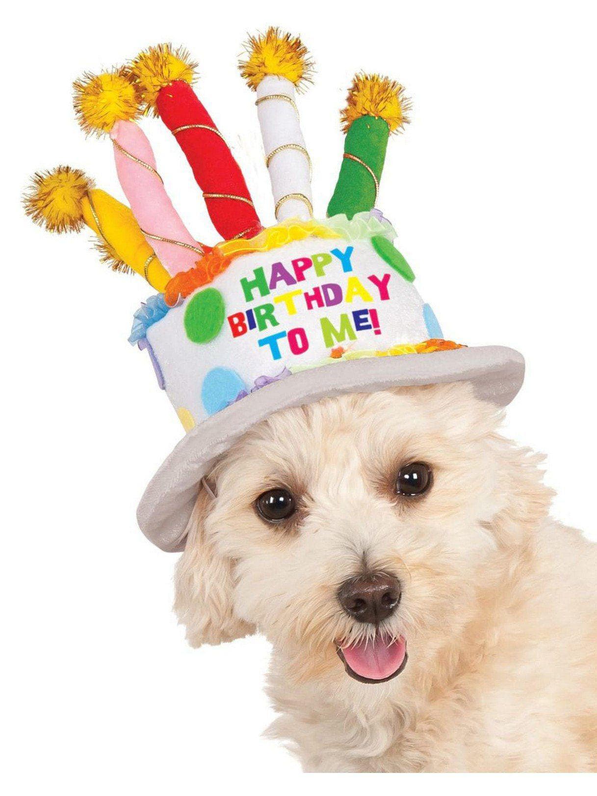 Happy Birthday Pet Hat - costumes.com