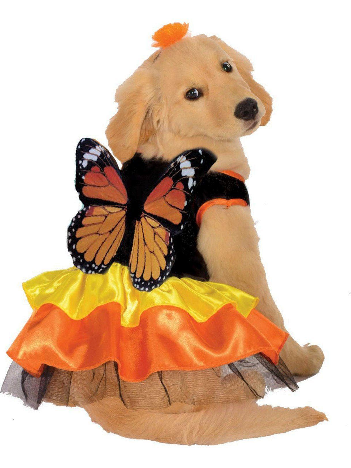 Monarch Butterfly Pet Costume - costumes.com