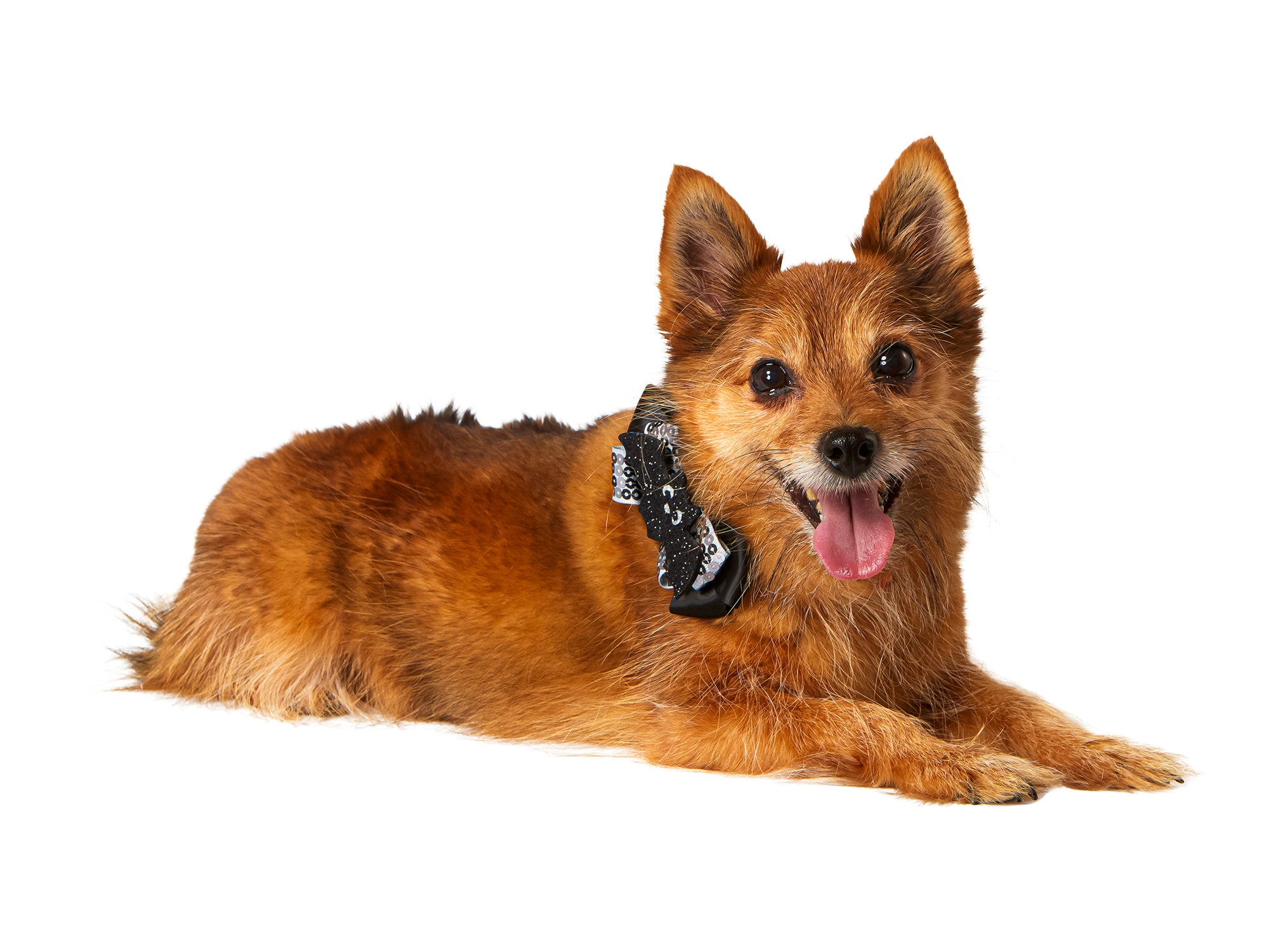Spider and Bat Interchangeable Pet Collar Set - costumes.com