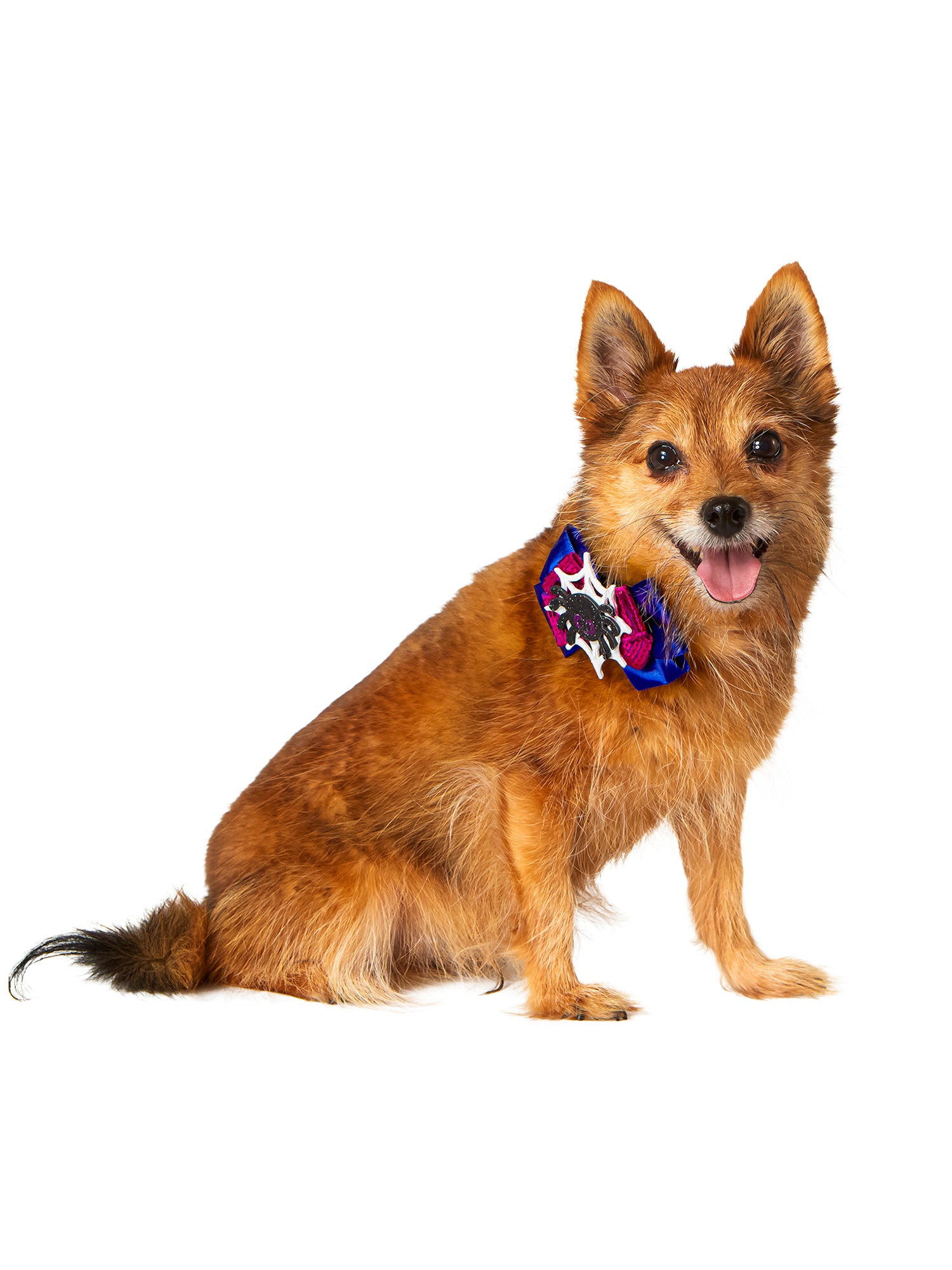 Spider and Bat Interchangeable Pet Collar Set - costumes.com