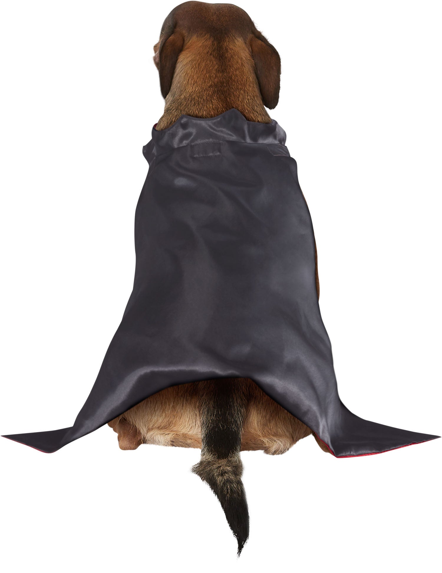 Vampire Pet Costume - costumes.com