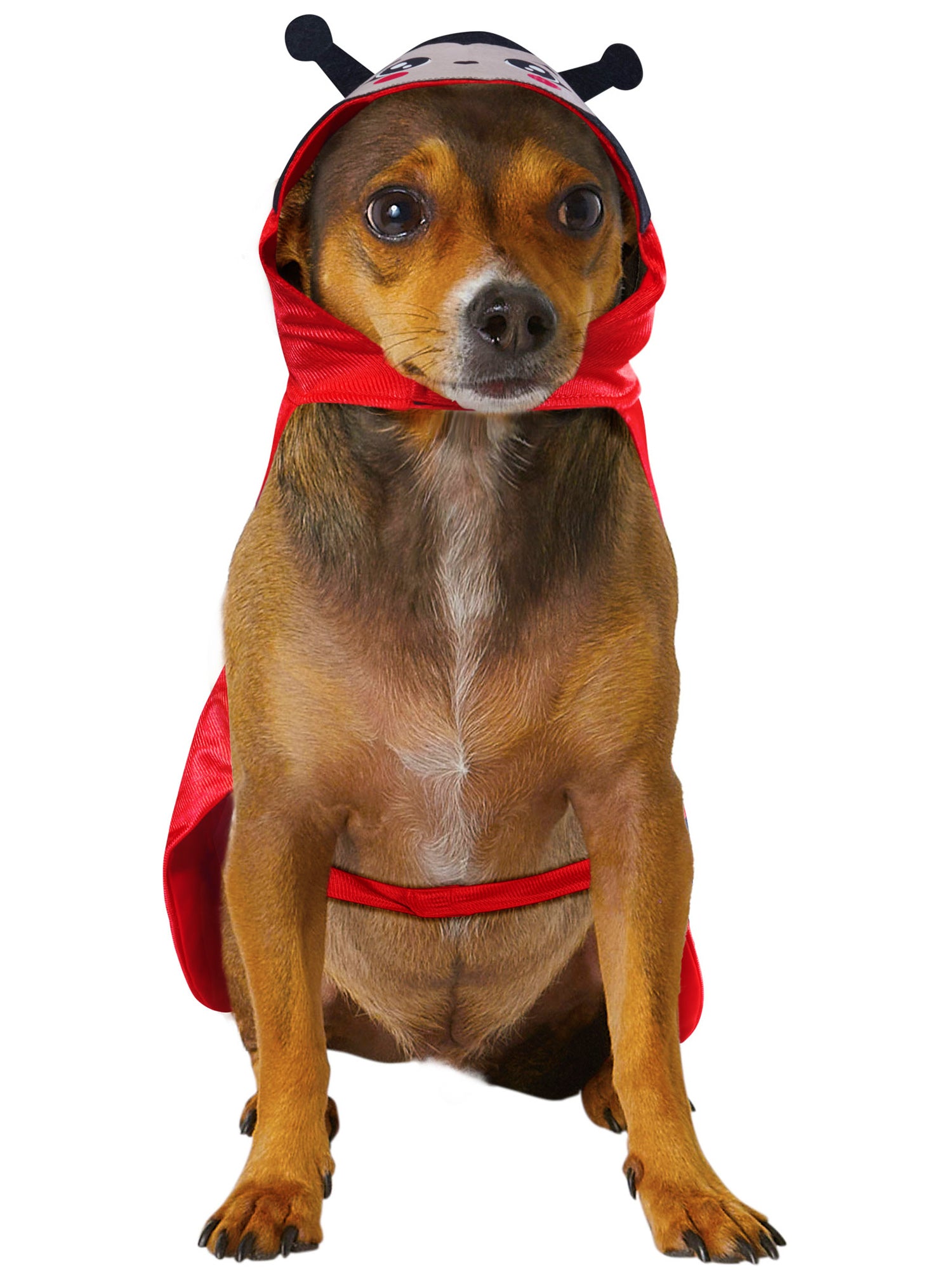 Ladybug Pet Costume - costumes.com