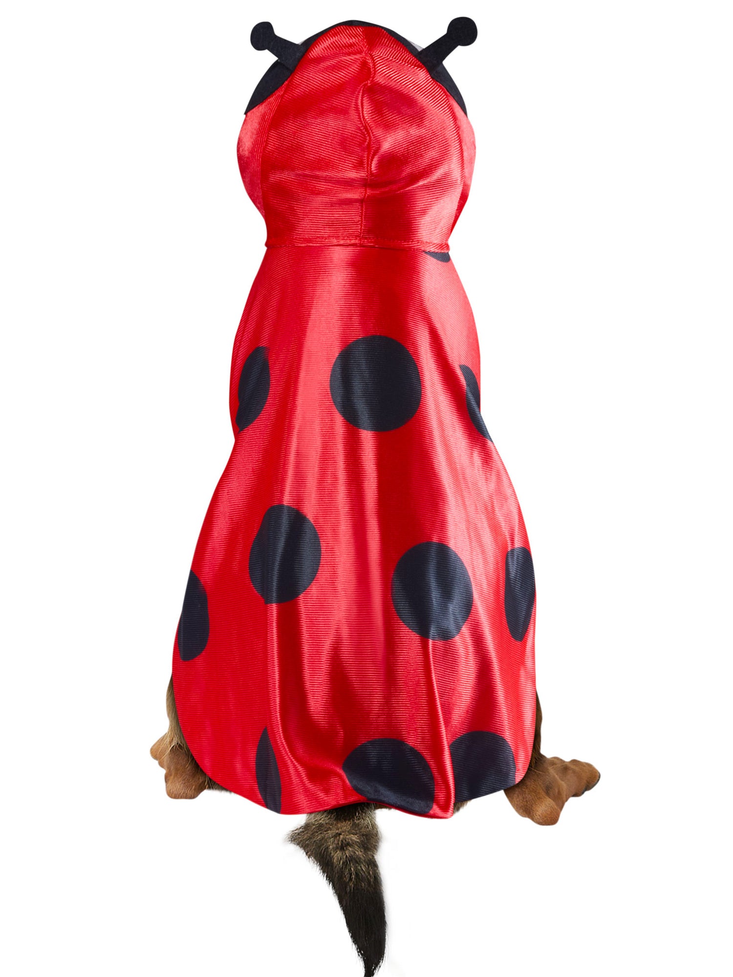 Ladybug Pet Costume - costumes.com