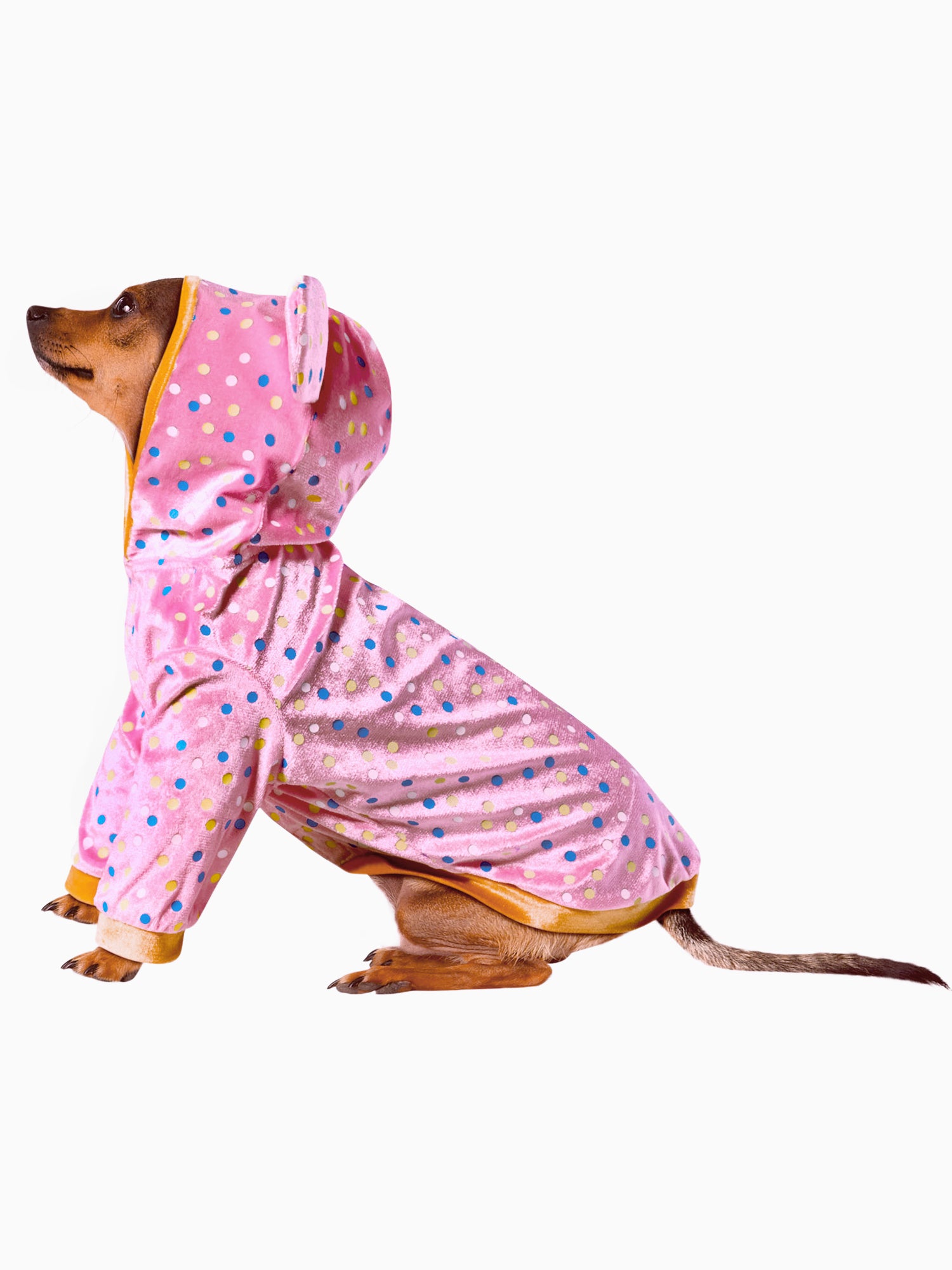 Animal Cookie Pet Costume - costumes.com