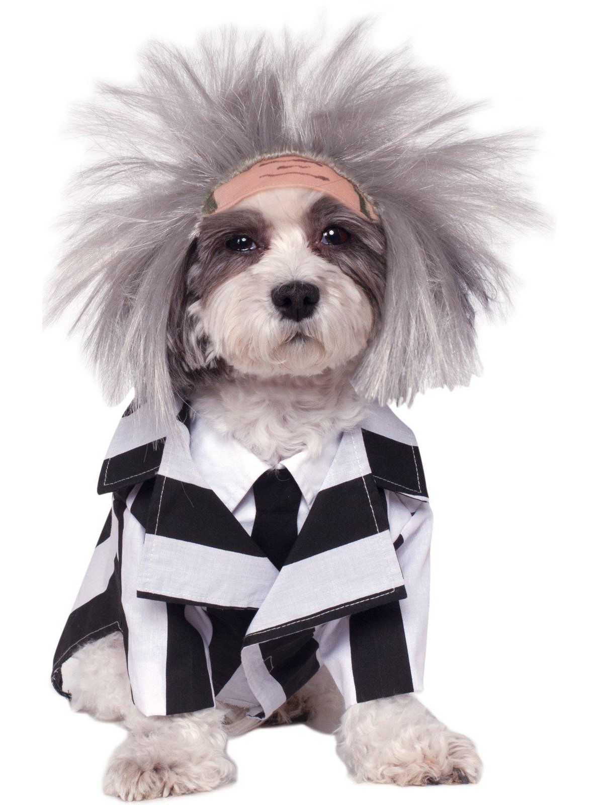 Beetlejuice Beetlejuice Pet Costume - costumes.com