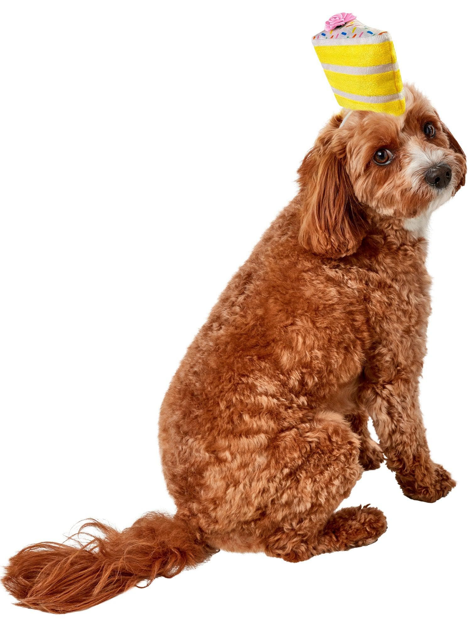 Birthday Cake Slice Hat Pet Accessory - costumes.com