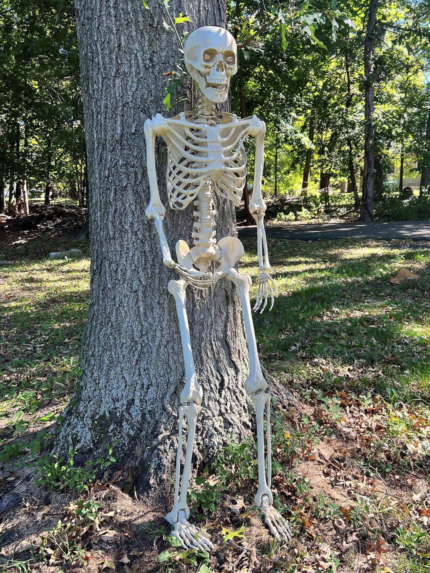 60-inch Posable Skeleton - costumes.com