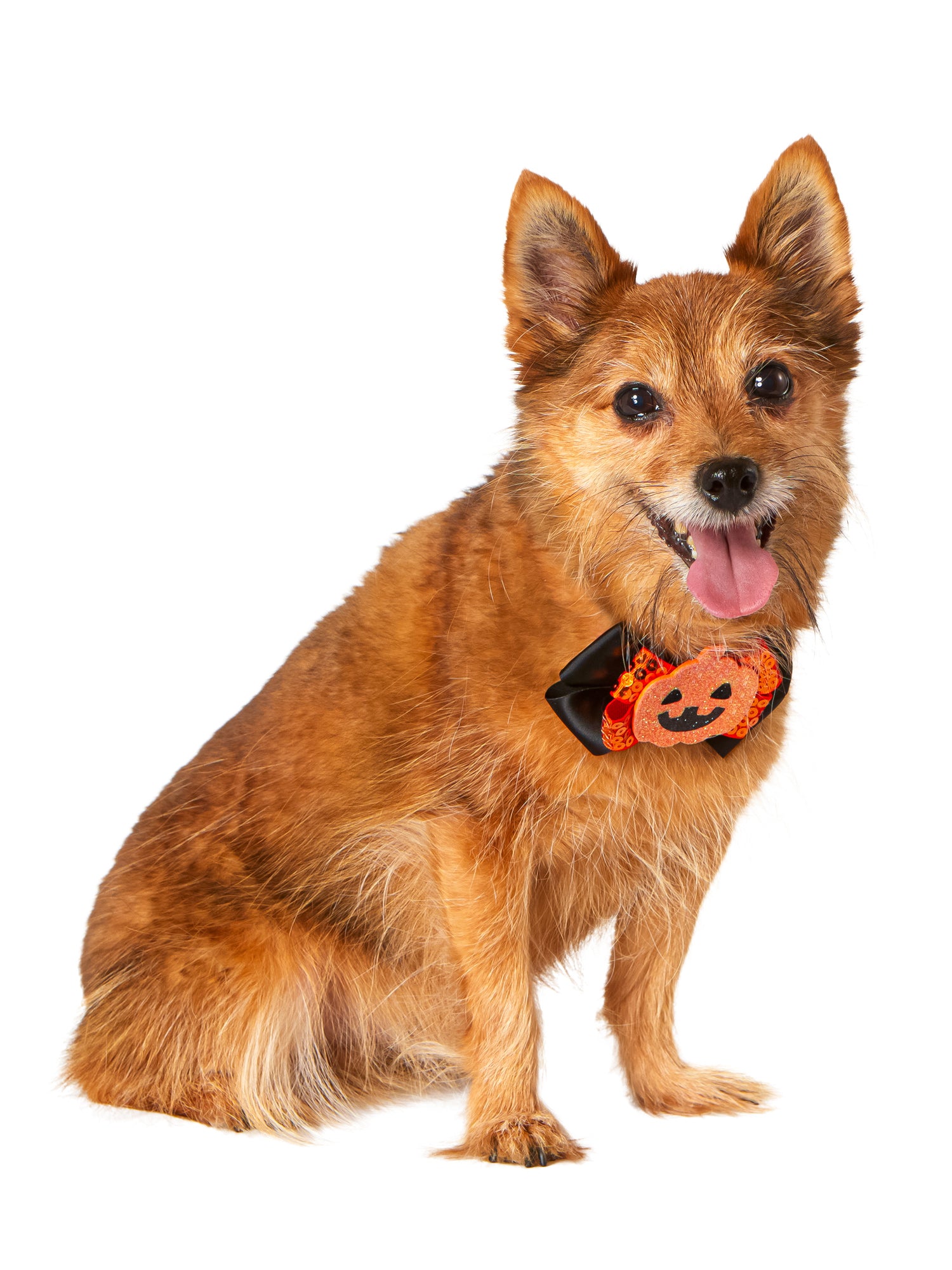 Jack-O-Lantern and Ghost Interchangeable Pet Collar Set - costumes.com