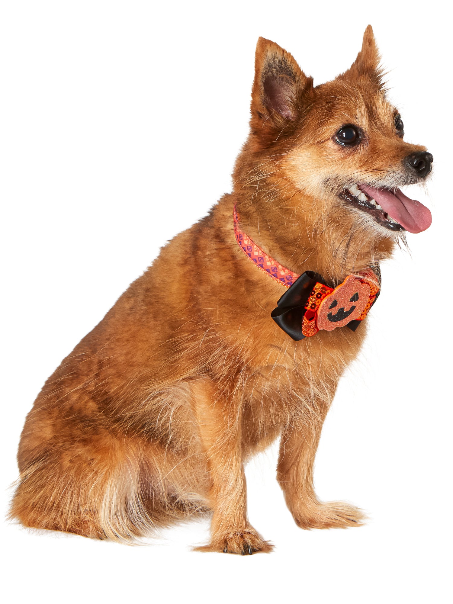 Jack-O-Lantern and Ghost Interchangeable Pet Collar Set - costumes.com